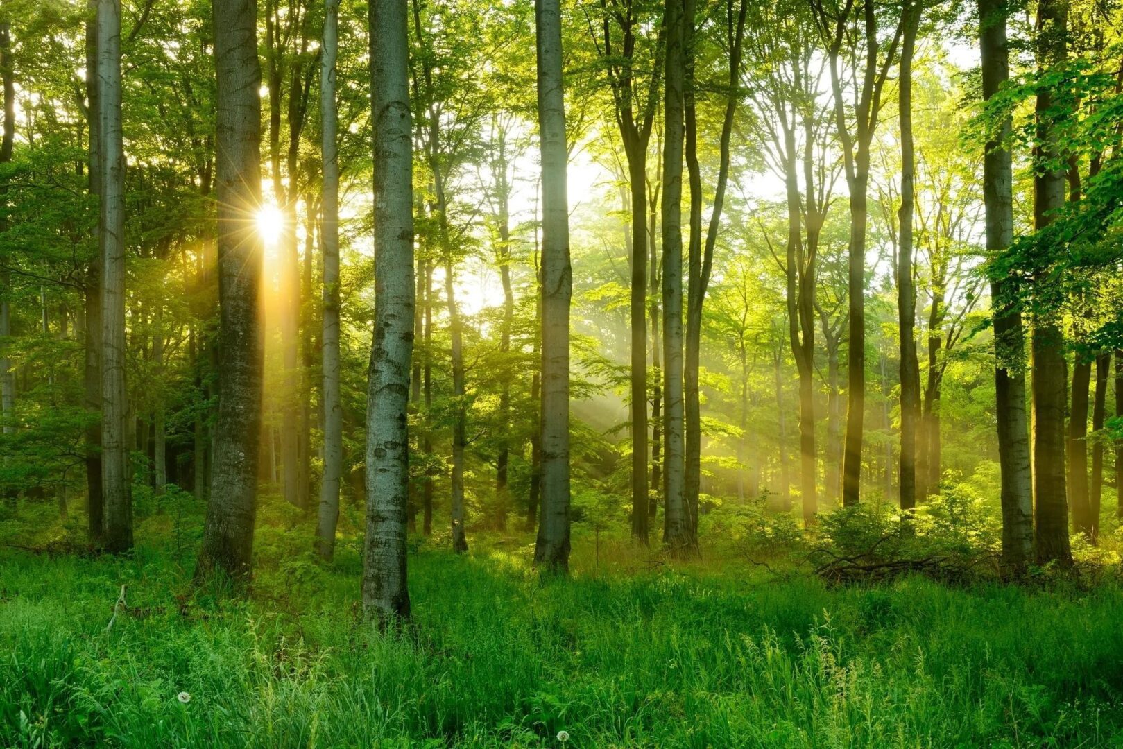 Serene wooded area with bright sunlight