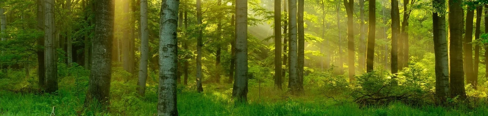 Sun rays in a verdant woodland