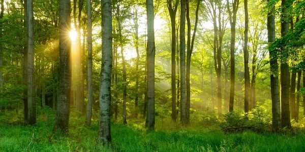 Morning light in a serene woodland